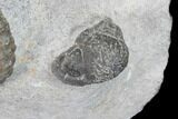 Plate Of Devonian Ammonites (Anetoceras) - Morocco #87254-5